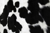 Henk Peeters (NL) Untitled, n.d. Stretched cowhide on canvas 56 x 60 inches Courtesy of the artist and Jan Frank